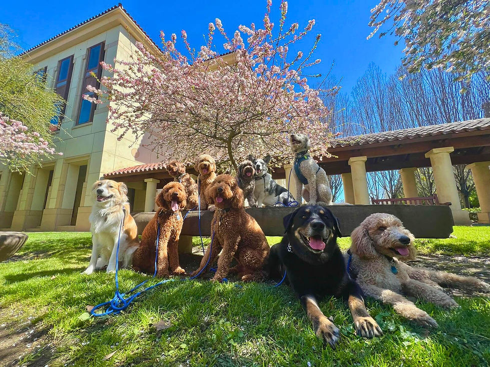 Ry the Pet Guy professional dog walkers Stanford, California