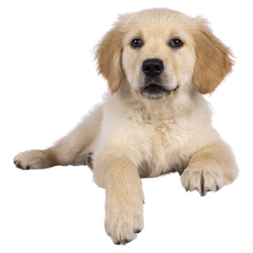 Puppy-push-the-button.png