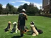 Professional dog behavior modification training conducted off-site in the Mid-Peninsula.