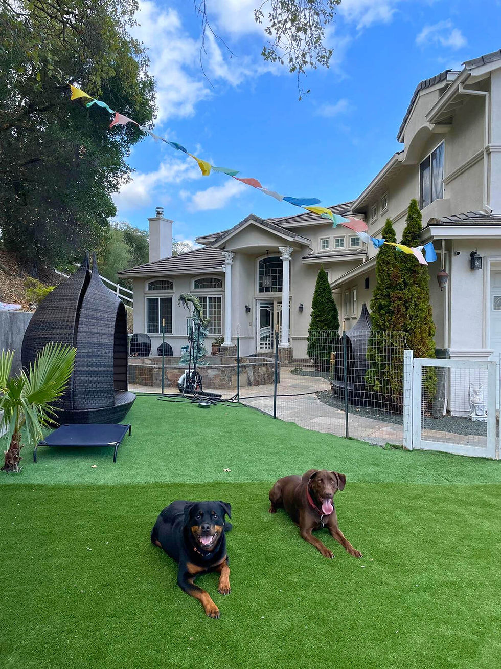 Ry the Pet Guy calm dog daycare & boarding in Silicon Valley
