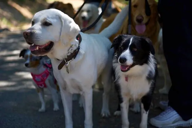 Several dogs on a leash, gathered closely, showcasing their different breeds and playful energy.