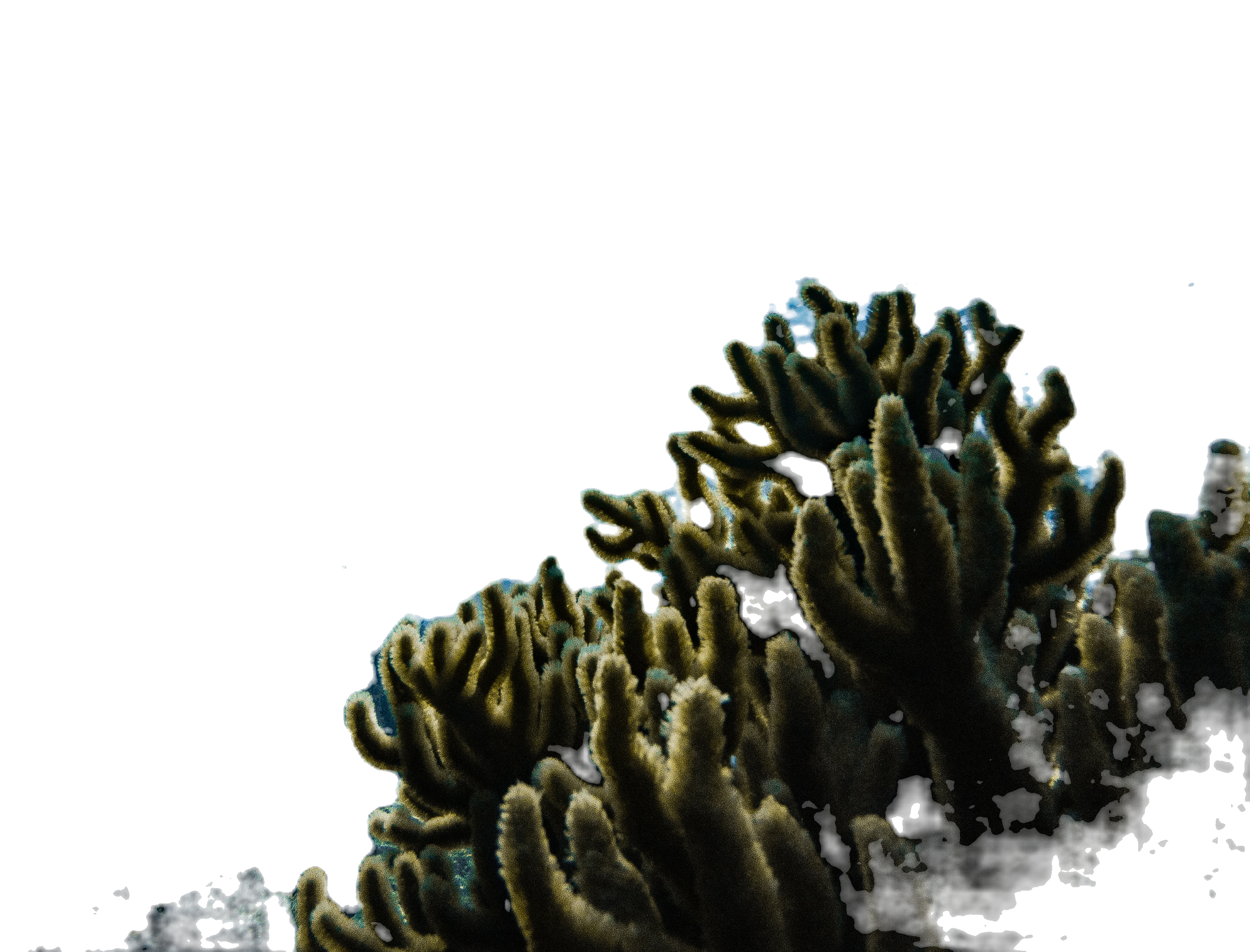 Corals Under the Sea_edited_edited.png