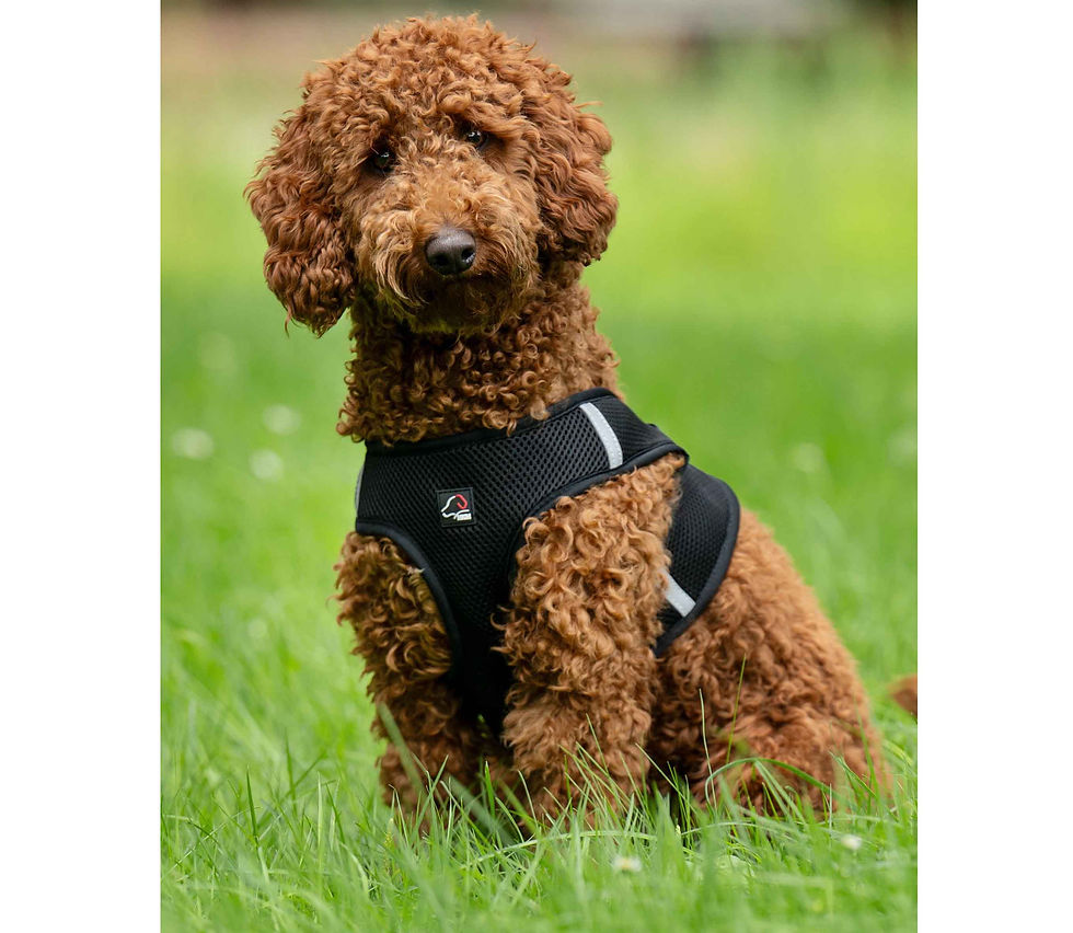 Miniaturbild: HKM Hundegeschirr BUDDY SOFT