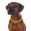 Miniaturbild: HKM Leuchthalsriemen für Hunde LED