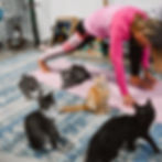 Meow-ditation and Yoga
