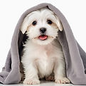 white background, foreground a happy maltese puppy with tongue out head underneath a grey