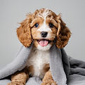 white background, happy cavoodle puppy with tongue out sitting underneath a grey towel.jpg