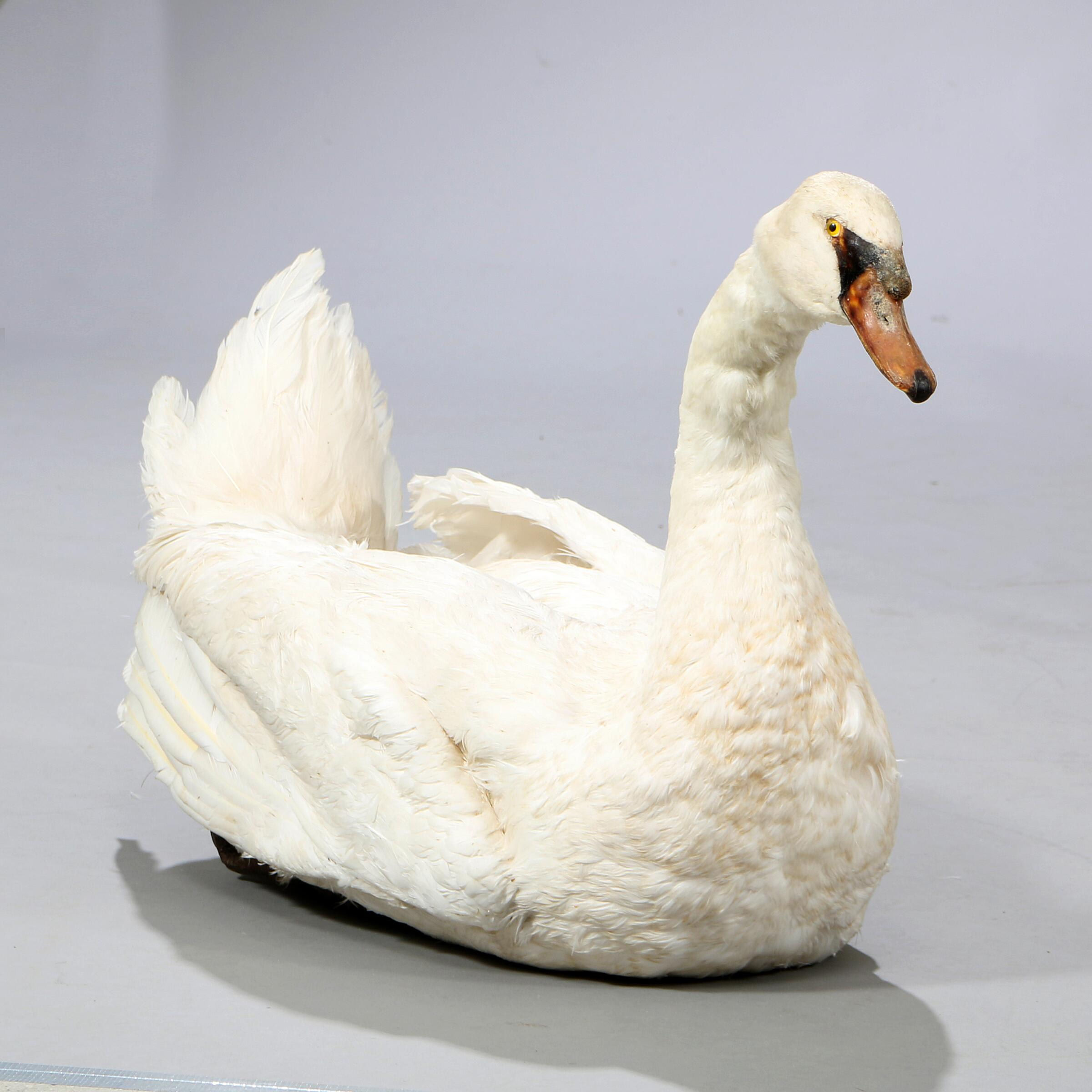 Stuffed mute swan