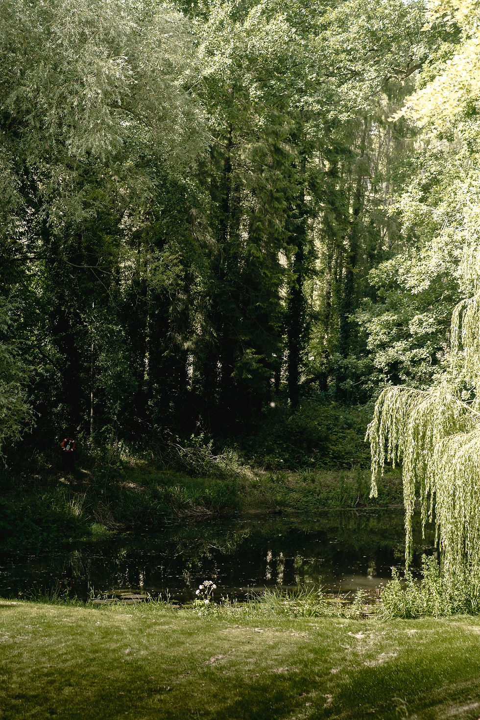 Lush forest with grassy clearing and weeping tree