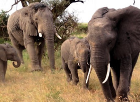 Kenia - Private Safaris & Privatreisen | Scout Reisen