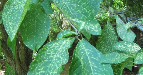 spotty-leaves_edited.jpg
