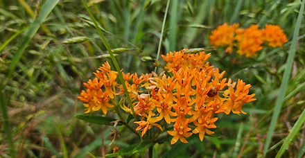 Butterfly Milkweed in a grass field