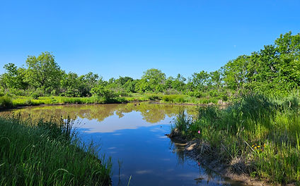 A restoration area within a mitigation bank