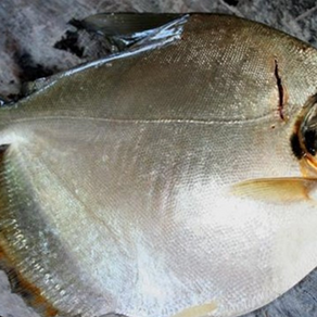 PACU BRANCO