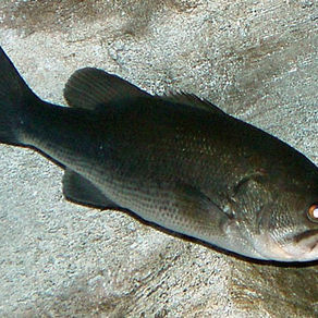 BLACK BASS