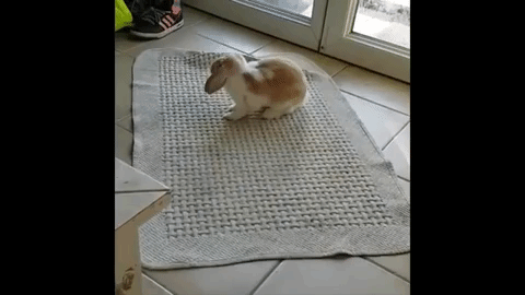 a-brown-and-white-rabbit-jumping-from-side-to-side-on-a-mat.gif