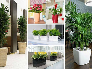 7 Plants That Look Great In A Modern Office