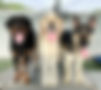 IMG_8097.jpeg