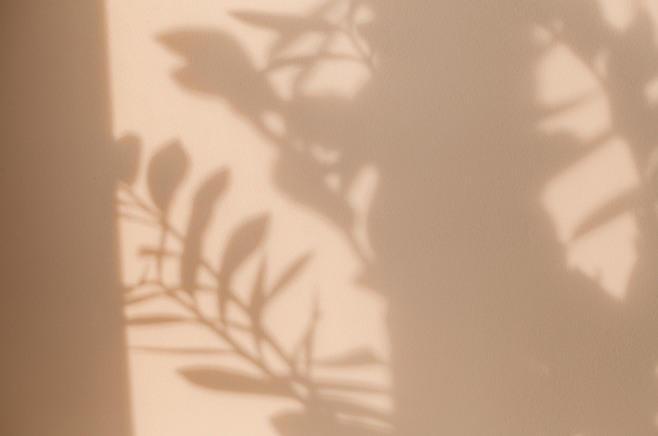 fond plantes fenetre.png