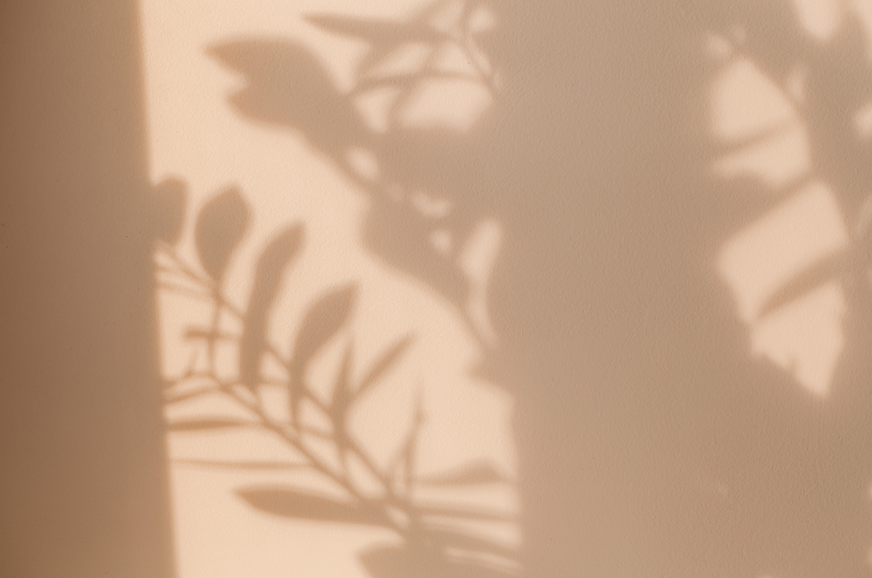fond plantes fenetre.png