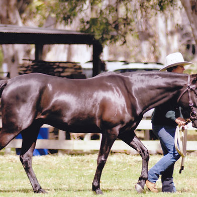 Sunnyriver Raven - HSH *Sold 