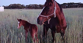 2023 Foaling at Sunny River