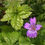 Thumbnail: Geranium nodosum (Knotted cranesbill)