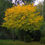 Thumbnail: Cladrastis lutea (Kentucky yellowwood)