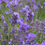 Thumbnail: Lavender 'Hidcote Blue Apex' (Lavandula angustifolia)