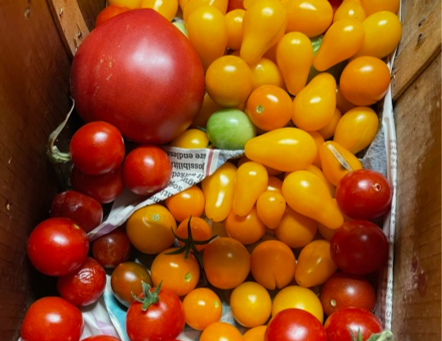 'Tis the beginning of the harvest season.....