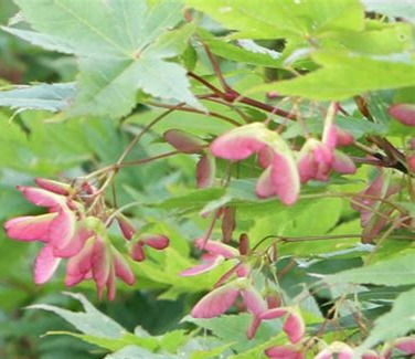Thumbnail: Acer tschonoskii  koreanum (Maple-Korean butterfly)