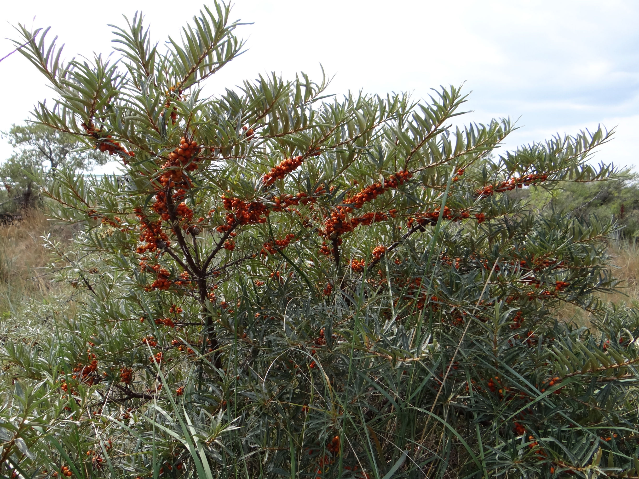 SEA BUCKTHORN (Hippophae rhamnoides)