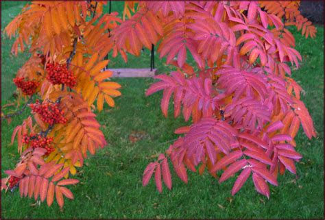 Thumbnail: Sorbus americana (American mountain ash)
