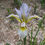 Thumbnail: Iris spuria halophila (Salt marsh iris, Butterfly iris)