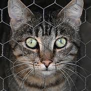 Laurence Kitties - Sept 026.jpg