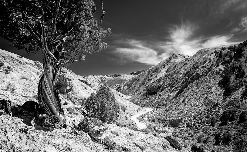 backroads, back road, desert, pinion pine, b&w