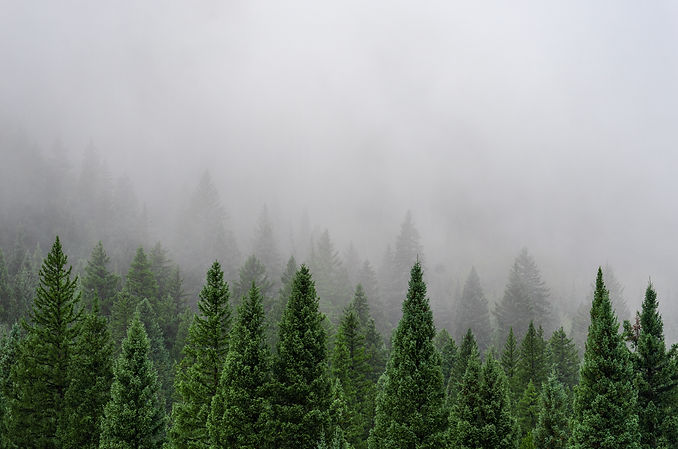 simple, illustration, minimal, forest, trees, hiking, foggy, fog, snow, rain