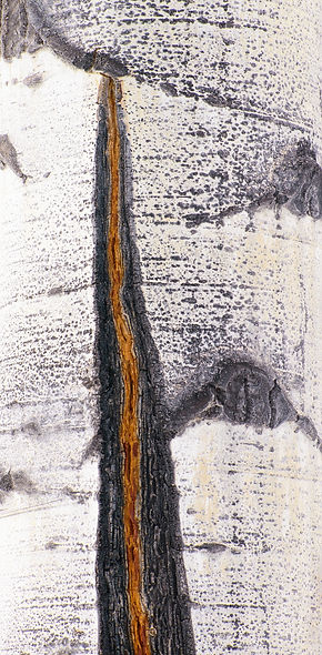 aspen, abstract