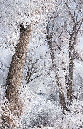 cottonwood trees, hoar frost, scenic, heavenly