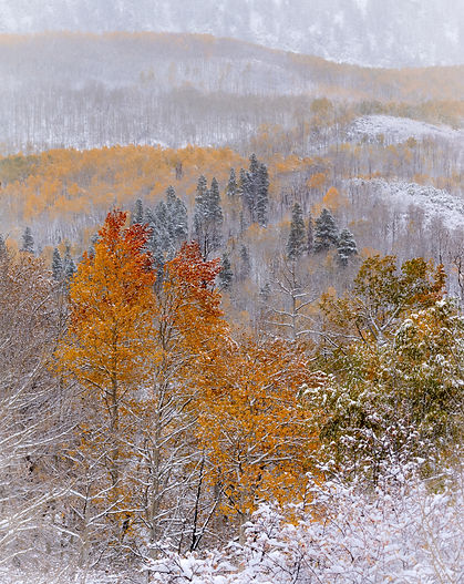 aspens, fall, colorado, mountains, autumn, snow