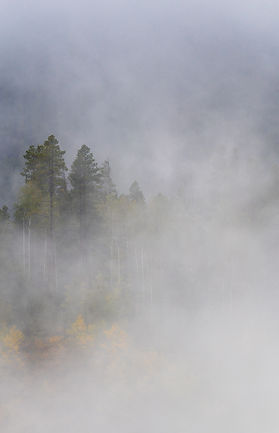minimal, minimalism, forest, colorado, fog, foggy, fall