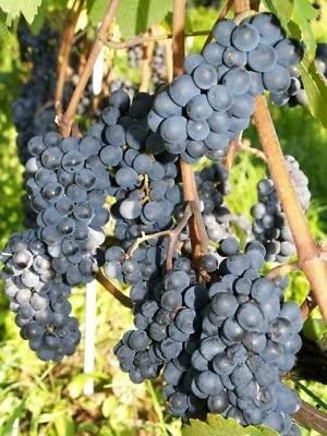 Fredonia Grape Plant | BerryPlantPerfection