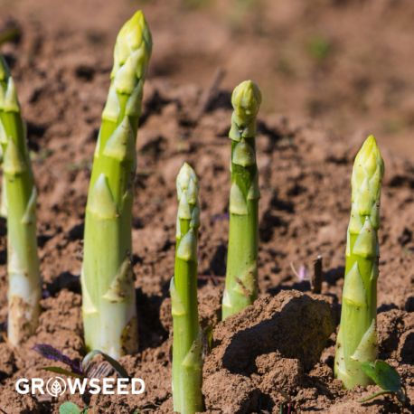 Jersey Knight AsparagusCrowns35