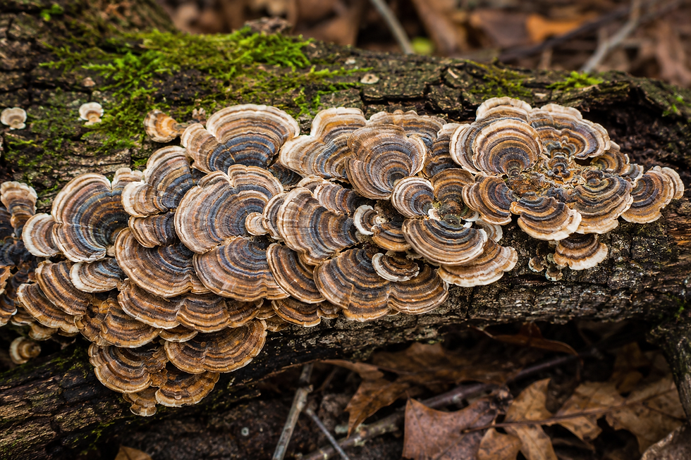 Turkey Tail: A Colorful Woodland Mushroom with a Rich History