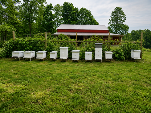 Bee Hives at Hi Vibe Honey Bees & Apothecary