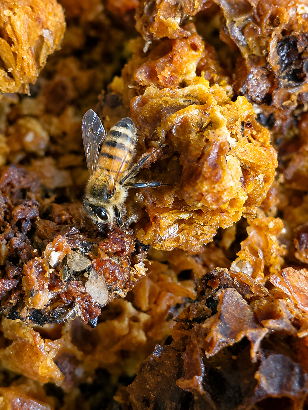 Understanding Bee Stings: Why Honey Bees Sting and What Happens