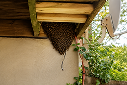 swarm removal pic.png