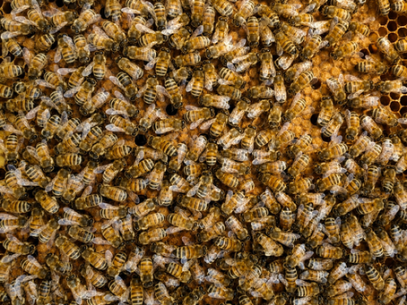 How Honey Bees Produce Propolis, Beeswax, and Royal Jelly