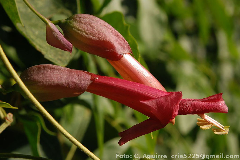 Dolichandra cynanchoides