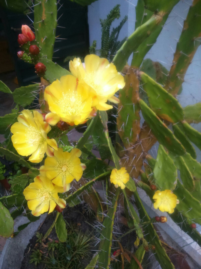Cactáceas floreciendo